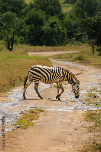 Photography Zebras crossing!