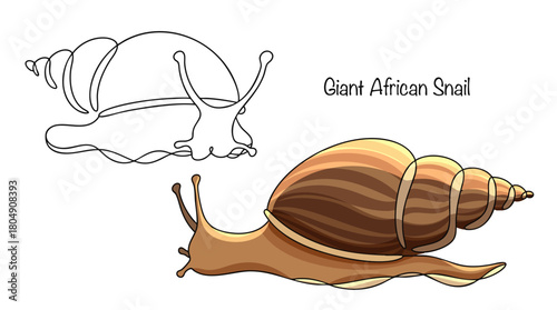 Giant African Snail