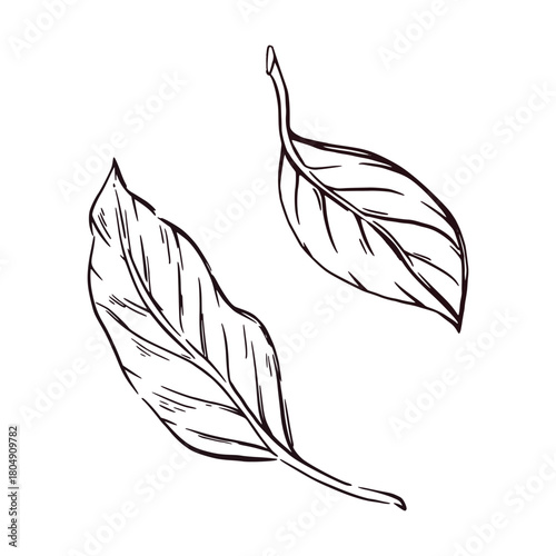 Tree leaves, prune tree leaves hand-drawn with ink and translated into vector. The illustration is suitable for printing on paper and fabric, for product packaging design and kitchen textiles.