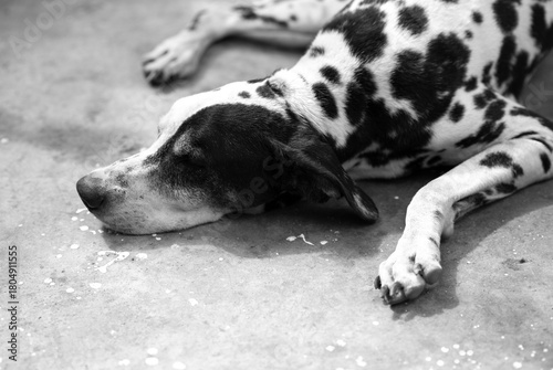 black and white dog