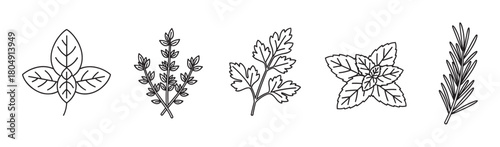 Minimalist vector icons of fresh aromatic plants used for seasoning, featuring basil, thyme, parsley, mint, and rosemary sprigs in a simple graphic outline illustration
