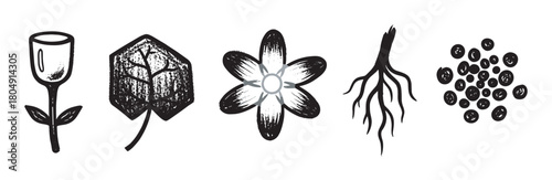 A collection of hand-drawn botanical icons showcasing plant parts like a flower bud, leaf, blossom, roots, and seeds, rendered in a textured, monochrome, graphic sketch style