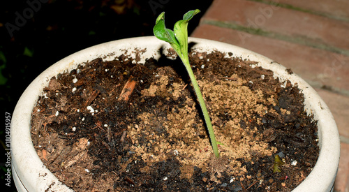 A sapling or a young tree growing in a pot