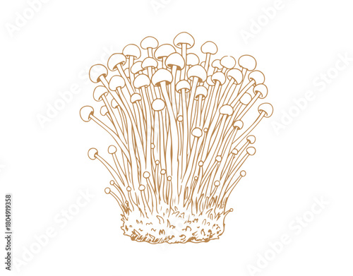 Hand-drawn vector illustration of an enoki mushroom cluster.