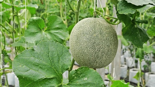 Fresh melon fruit