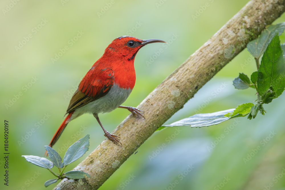 Fototapeta premium Temminck's Sunbird perched on a branch