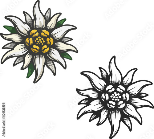 Icon of mountain plant or edelweiss flower, icons in two versions, color and black silhouette, vector.