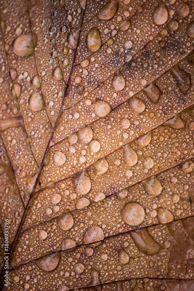 Fototapeta premium a fallen leaf with raindrops. a close-up of a leaf. a colorful photo of nature in the rain. an illustration.
