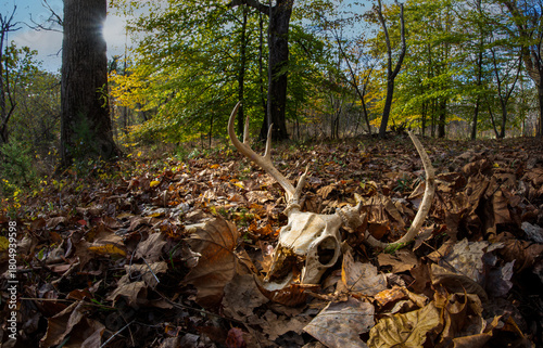 Skull of white-tailed deer (Odocoileus virginianus) in forest in autumn in central Virginia.