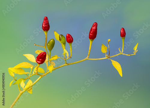 Branch of bird pepper in autumn, showing ripe and unripe fruits and yellowing leaves.