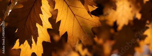 Golden Autumn Leaves Close-Up On Sunny Branch With Warm Backdrop