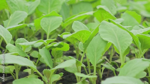 Wallpaper Mural Kale seedlings Torontodigital.ca