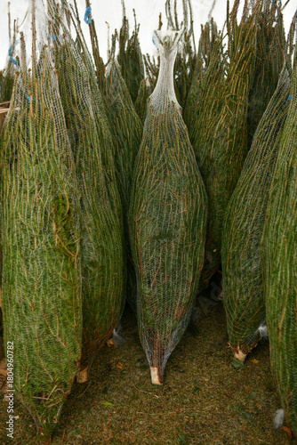 The christmas trees wrapped in a plastic nets