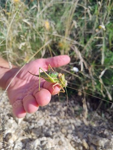 Person Holding a Large Green Grasshopper in a Natural Habitat