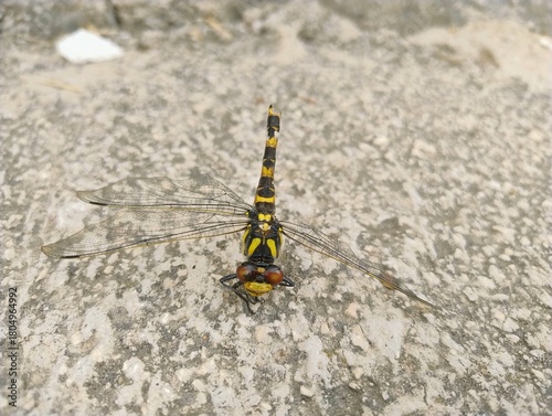 Yellow-striped dragonfly close-up on stone surface