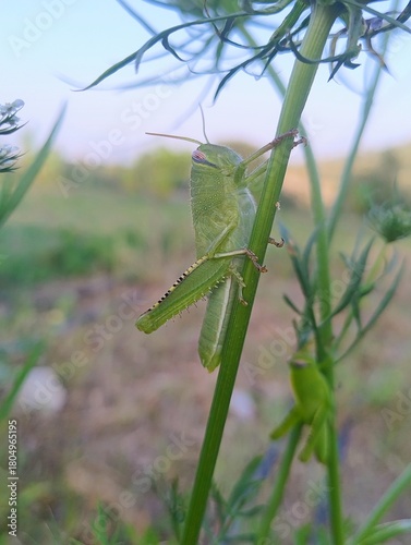 lose-up of green grasshopper on plant stem in natural environment