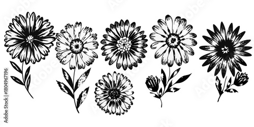 Collection of hand drawn black and white daisy flowers and leaves in a sketchy style