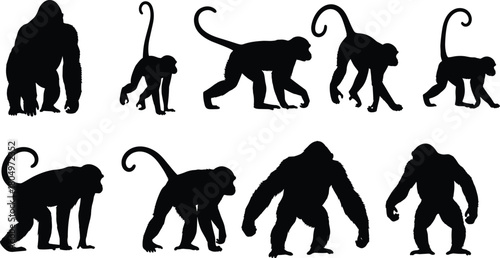 Set of black monkey and gorilla silhouettes walking in different poses for wildlife nature design projects vector illustration isolated collection. (20 words)