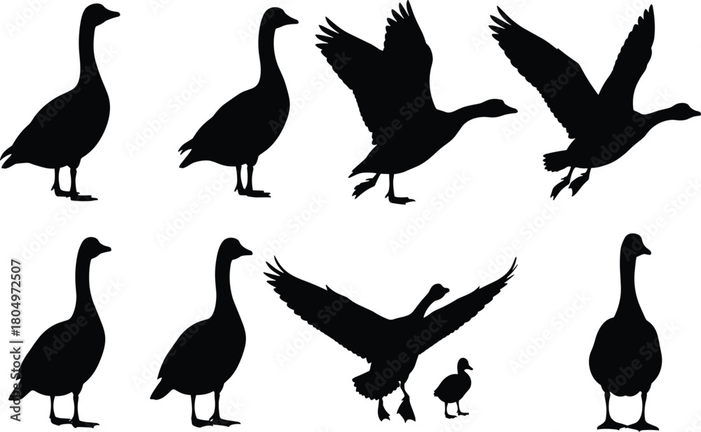 Obraz premium Set of Wild Goose and Gosling Silhouettes in Flight and Standing Poses Vector Illustration