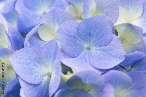 Closeup of elegant, delicate purple and white hydrangea blossoms in summer
