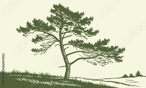 Silhouette of a pine tree on a grassy hill 