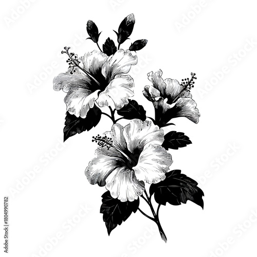 Black and white hibiscus flowers with buds on a branch