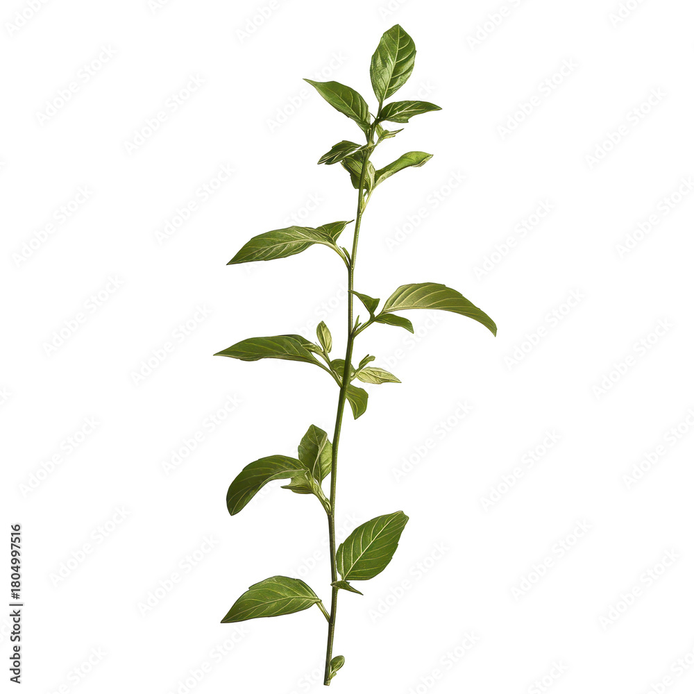 Fototapeta premium A vine featuring numerous green leaves, elegantly twisting and reaching for sunlight, isolated on transparent background