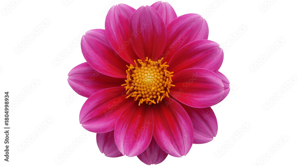 Obraz premium Vibrant dahlia blossom with striking pink petals and sunny yellow center radiates natural beauty and charm