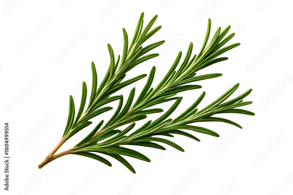 Obraz premium twig of rosemary
