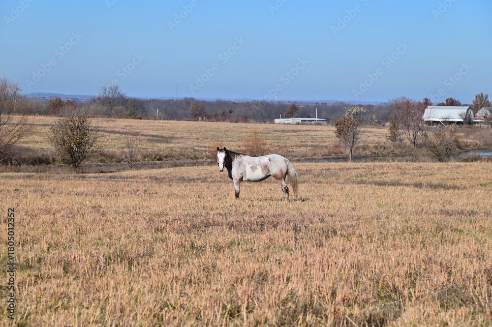 Obraz premium White Horse in a Farm Field