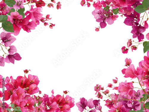 Floral Bougainvillea Frame with Vivid Pink Blooms and Lush Green Leaves Creates Striking Border on Transparent Canvas Ideal for Invitations 200 Chars