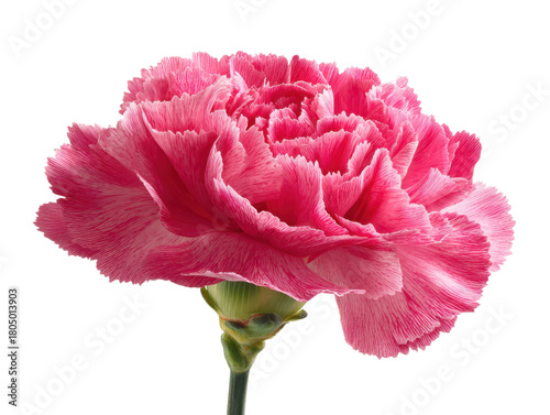 Pink Carnation Flower Isolated on Transparent Background Symbolizing Beauty and Love Perfect for Floral Designs and Gifts with Tender Petals and Elegant Shape Exactly 200 Characters
