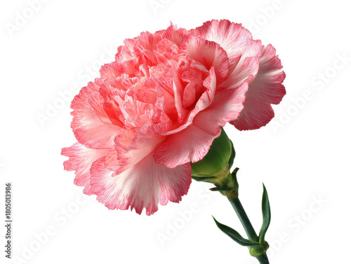 Light Pink Carnation Flower Isolated Against Transparent Backdrop Delicate Floral Design Element Representing Affection and Charm Perfect for Invitations and Decorations Exactly 200