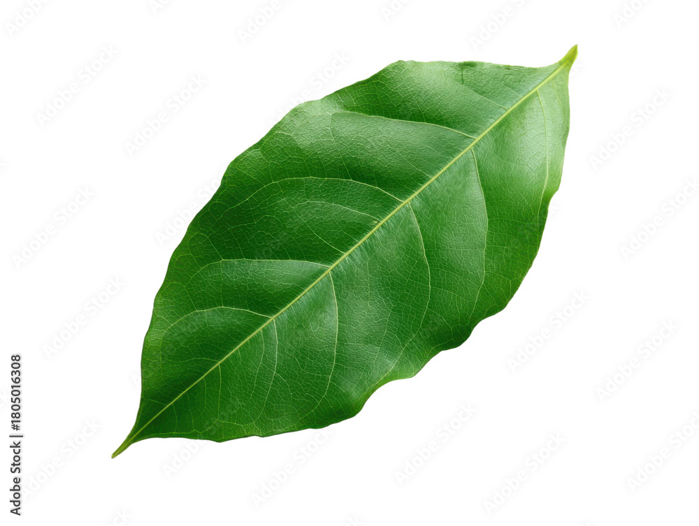 Obraz premium Fresh Green Leaf Isolated on Transparent Background Detail Close up Studio Shot of Plant Leaves Veins Texture Single Object Cut Out Foliage Botanical Element Forest Natural Macro Photo