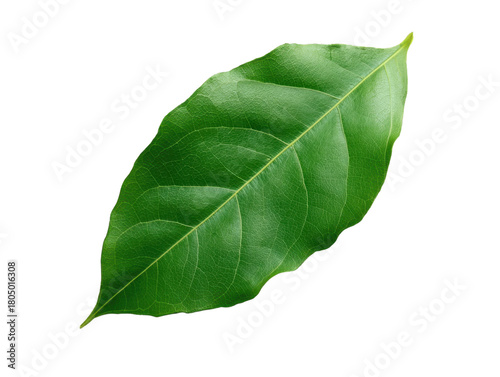Fresh Green Leaf Isolated on Transparent Background Detail Close up Studio Shot of Plant Leaves Veins Texture Single Object Cut Out Foliage Botanical Element Forest Natural Macro Photo