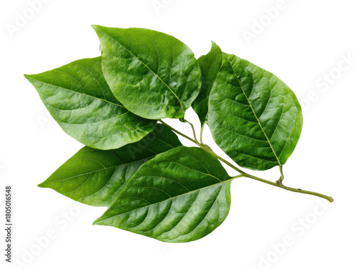 Green Leaves Branch Isolated on Transparent Background Fresh Lush Foliage Bunch with Stem Detail Photo Spring Season New Growth Natural Plant Leaves Botanical Element Forest Flora Element