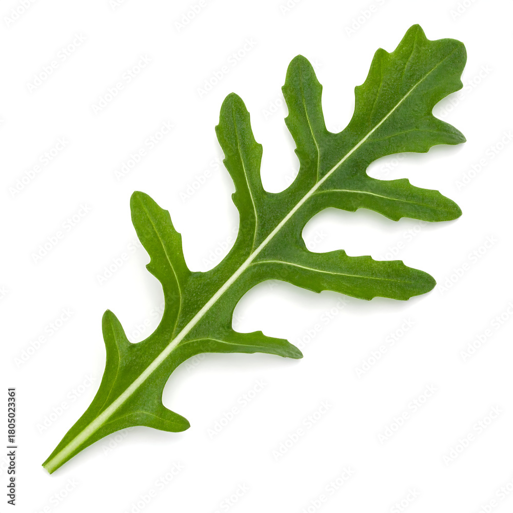Naklejka premium Large, Fresh Arugula or Rocket Leaf with Deep Lobes Isolated on White