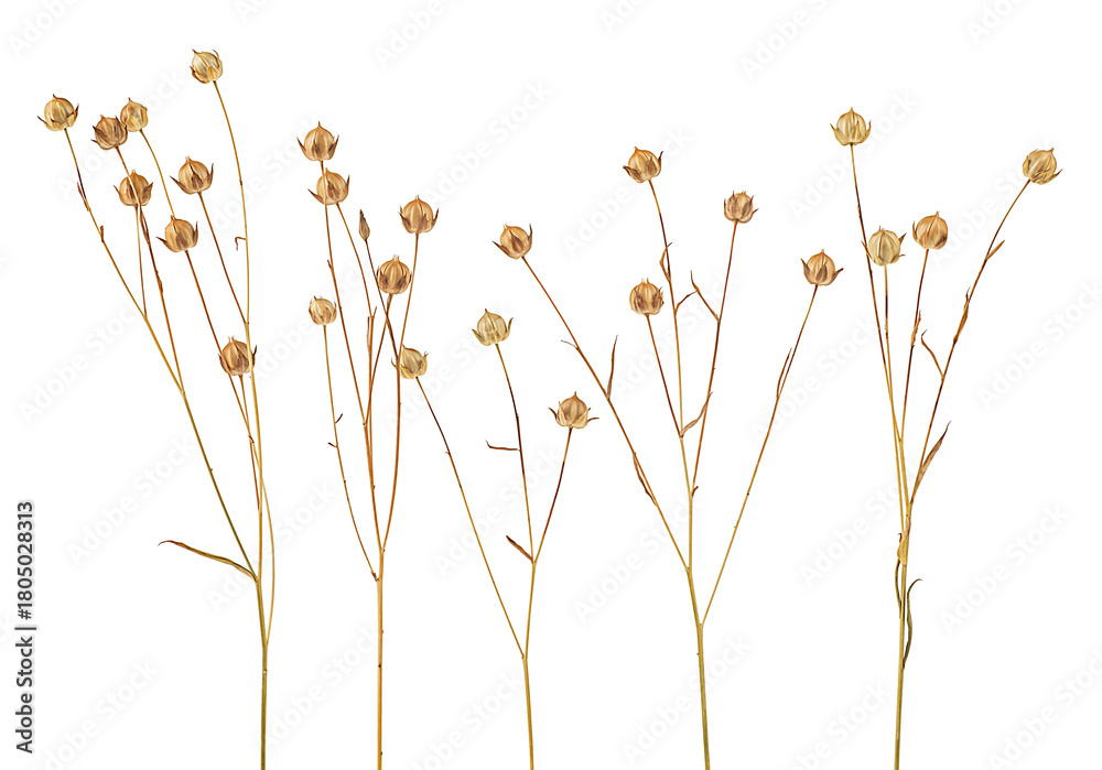 Fototapeta premium Group of flax spikelets isolated on a white background. Ears of flax. Beautiful dry flax plants.