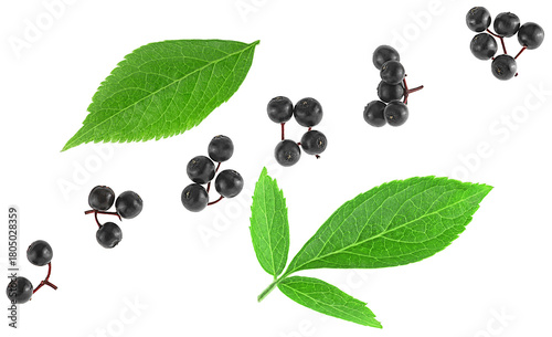 Ripe black elderberries with green leaves isolated on a white background, top view. Sambucus berries.