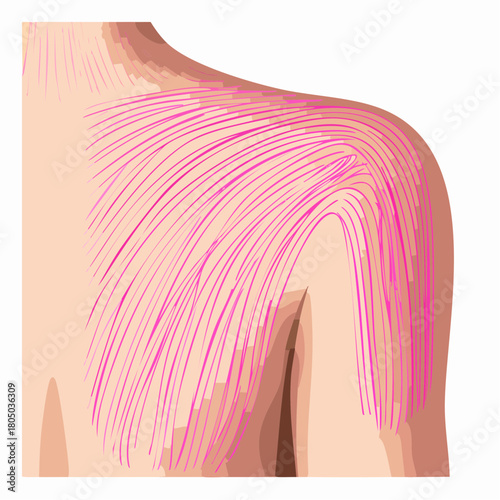 A series of parallel, raised scratch marks visible on the upper shoulder, slightly inflamed and pink.