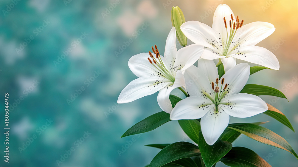 Fototapeta premium White amaryllis flowers arranged in a line on a soft blue background.