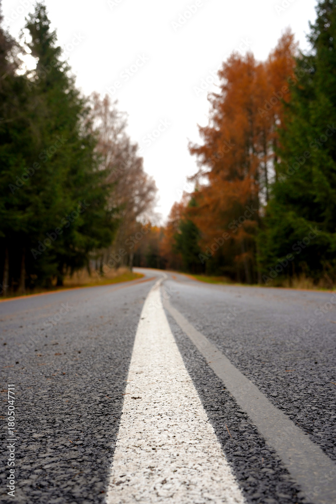 Fototapeta premium A low-angle view of a rural road emphasizes its central line as it leads through dense trees, creating a dynamic sense of depth, direction, and open movement in a natural setting.