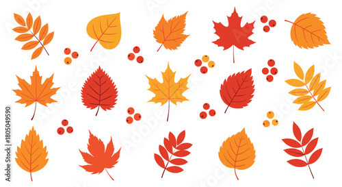 A collection of various autumn leaves and berries scattered across a white background.