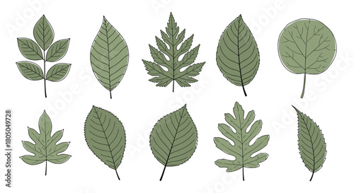 A collection of ten diverse green leaf illustrations each with unique texture and vein patterns.