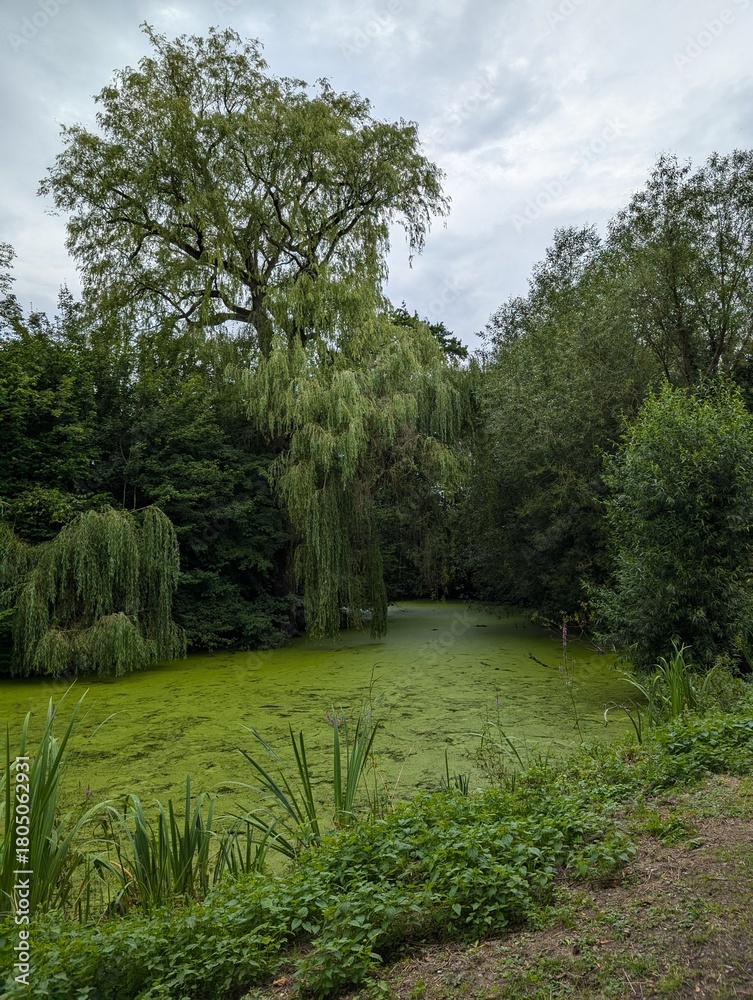 Naklejka premium A peaceful garden path surrounded by trees and lush nature