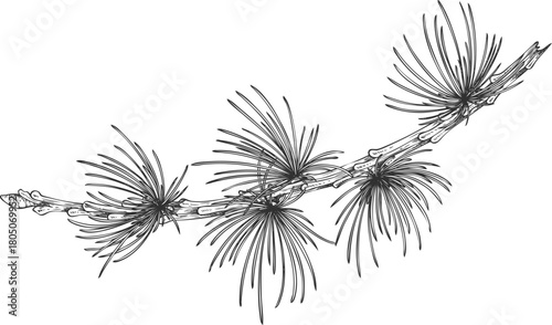 Monochrome European larch icon, hand-drawn, engraved vintage style.