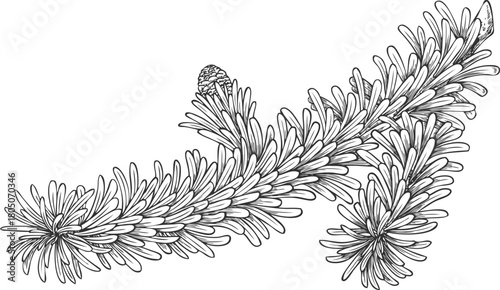 Hand-drawn pencil sketch of a balsam fir branch, coniferous tree.