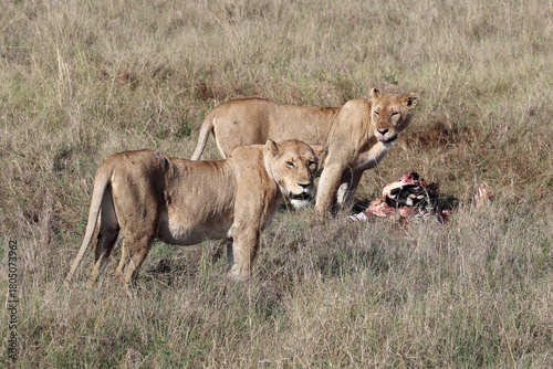 Two lionesses in the African savannah