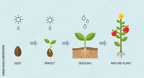 Plant Life Cycle Stages: Seed, Sprout, Seedling, and Mature Plant Growth