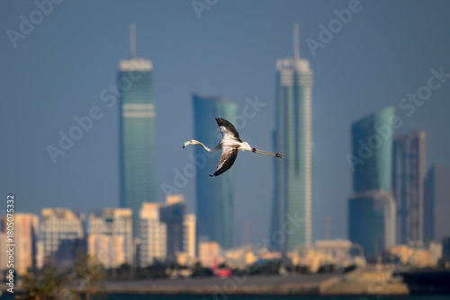 Greater flamingo with blur building background, Bahrain